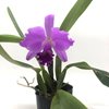C. labiata var. rubra 'Ching Hua #1' SMTOGA-2